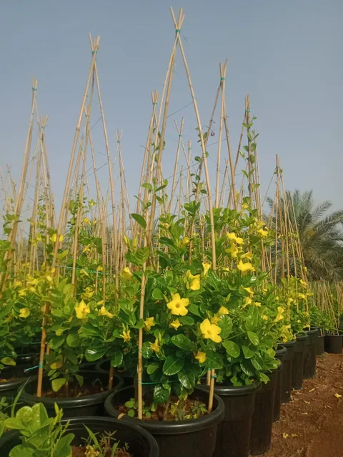 حضانة الرحمانية 1 — photo 2