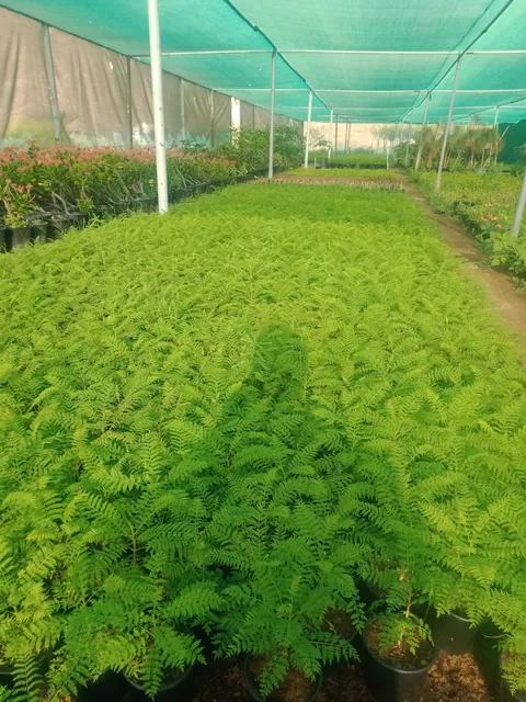 حضانة الرحمانية 1 — photo 4