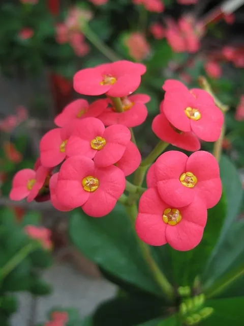 حضانة الرحمانية 1 — photo 5