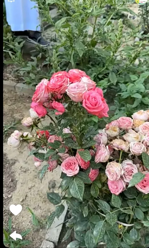 مركز أفانين للأطفال، جدة — photo 4