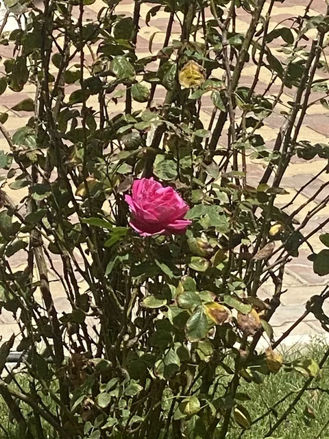 مركز أفانين للأطفال، جدة — photo 5