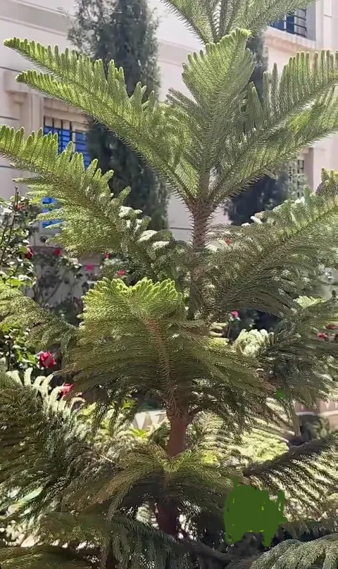 مركز أفانين للأطفال، جدة — photo 2